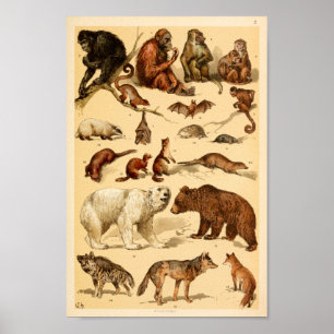 Wild Animal Collectie Beer Wolf Monkeys Print