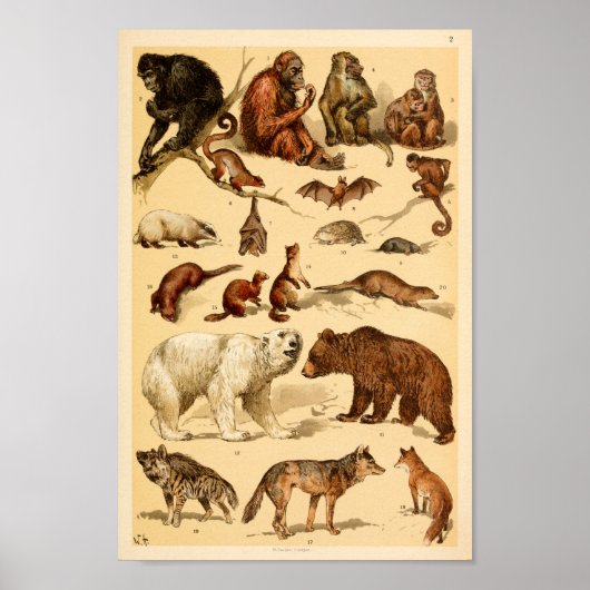 Wild Animal Collectie Beer Wolf Monkeys Print (Voorkant)
