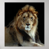 Wild Animal Park Lions Poster (Voorkant)