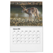 Wild Animals Calendar Kalender (Feb 2026)