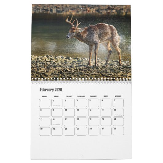Wild Animals Calendar Kalender (Feb 2026)