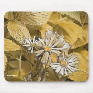 Wild Aster Muismat