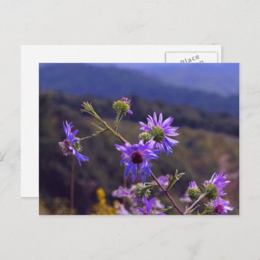 Wild Asters Briefkaart (Voorkant / Achterkant)