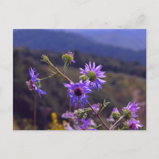 Wild Asters Briefkaart (Voorkant)