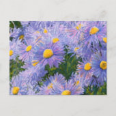 Wild Asters gemengde media tekenen Briefkaart (Voorkant)