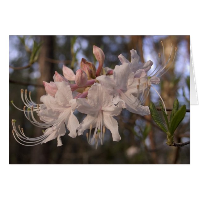 Wild Azalea (Voorkant Horizontaal)