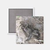 Wild Baby Bunnies Magnet (Voorkant / Achterkant)