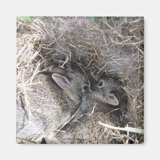 Wild Baby Bunnies Magnet (Voorkant)