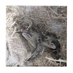 Wild Baby Bunnies Tile Tegeltje