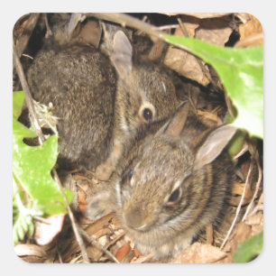 Wild Baby Bunnies Vierkante Sticker