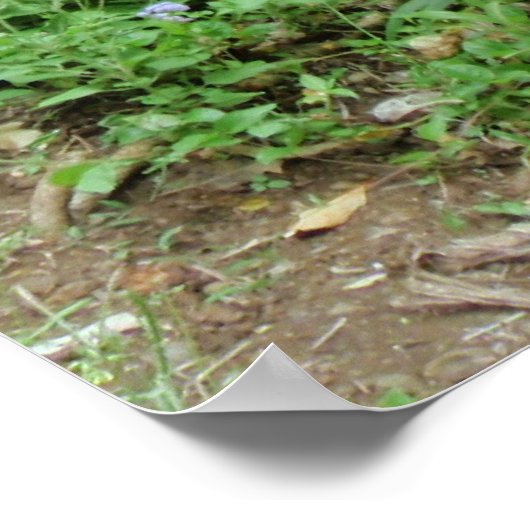 Wild Banana Trees Poster (Hoek)