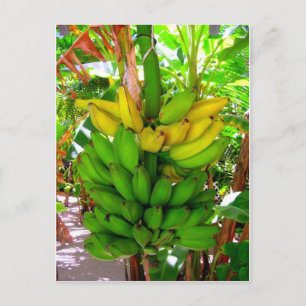 WILD BANANAS! BRIEFKAART