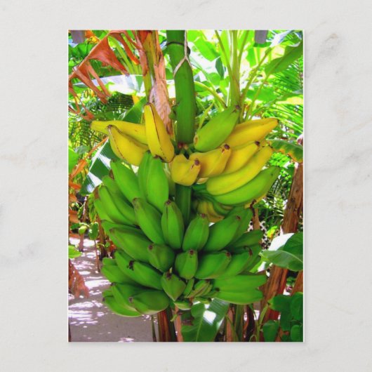 WILD BANANAS! BRIEFKAART (Voorkant)