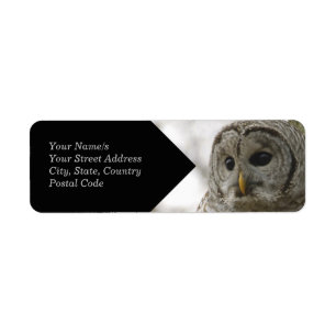 Wild Barred Owl Face Return Address Label