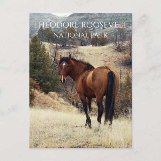 Wild Bay Horse. Nationaal park Theodore Roosevelt Briefkaart (Voorkant)