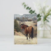 Wild Bay Horse. Nationaal park Theodore Roosevelt Briefkaart (Staand voorkant)