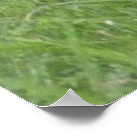 Wild Bay Horse Poster (Hoek)