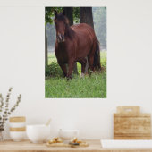 Wild Bay Horse Poster (Keuken)