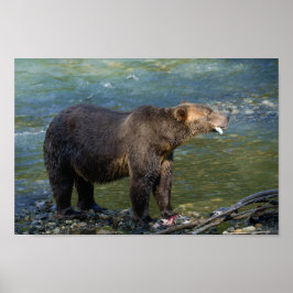 Wild Beer kreeg zijn zalm bij Toba Inlet Poster