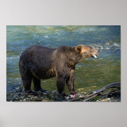 Wild Beer kreeg zijn zalm bij Toba Inlet Poster (Voorkant)