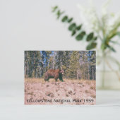 Wild Beer Retro Yellowstone Park 1959 Briefkaart (Staand voorkant)
