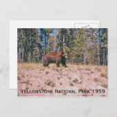 Wild Beer Retro Yellowstone Park 1959 Briefkaart (Voorkant / Achterkant)