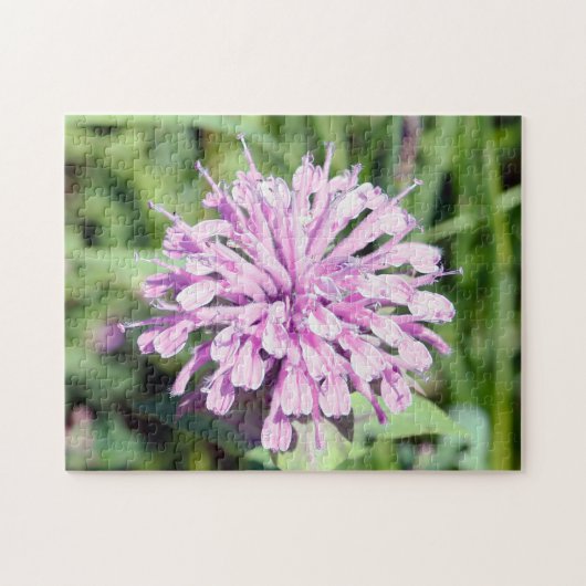 Wild Beramot - (Roze Bee Balm) Legpuzzel (Horizontaal)