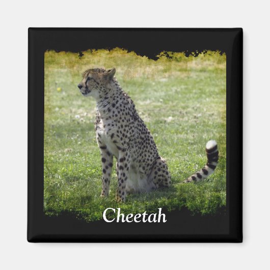 Wild Big Cats Dierenliefhebber Design Magneet (Voorkant)