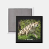 Wild Big Cats Dierenliefhebber Design Magneet (Voorkant / Achterkant)