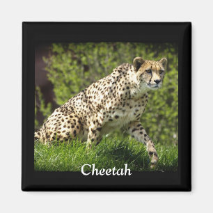 Wild Big Cats Dierenliefhebber Design Magneet