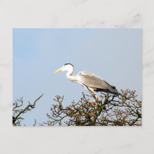 WILD BIRD HERON BRIEFKAART