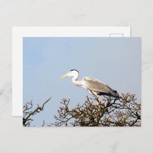WILD BIRD HERON BRIEFKAART (Voorkant / Achterkant)