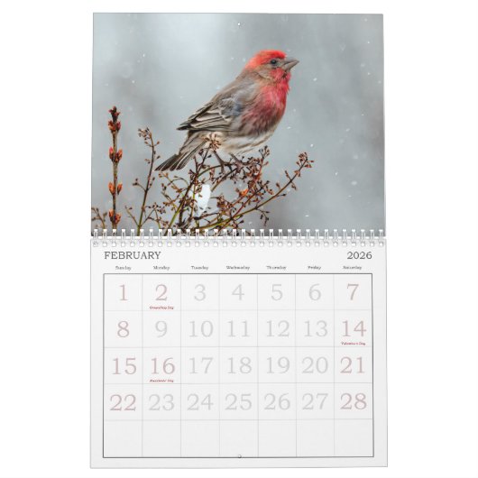 Wild Bird Photo Calendar Kalender (Feb 2026)
