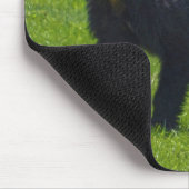 Wild Black Beer en Grass Wildlife Foto Muismat (Hoek)