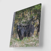 Wild Black Beer & Forest Wildlife Photo Wall Clock Vierkante Klok (Hoek)