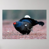Wild Black Grouse Poster (Voorkant)