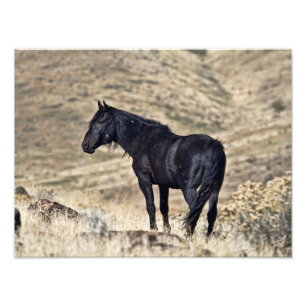 Wild Black Mustang Stallion Photo Print Foto Afdruk