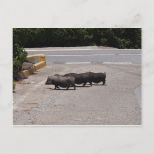 Wild Black Pigs Briefkaart