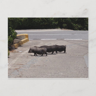 Wild Black Pigs Briefkaart
