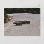 Wild Black Pigs Briefkaart (Voorkant)