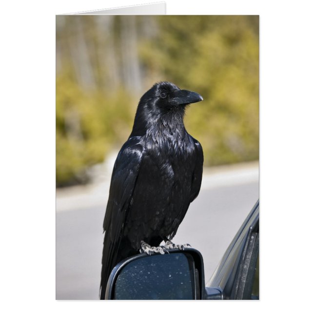 Wild Black Raven - Kaart (Voorkant)