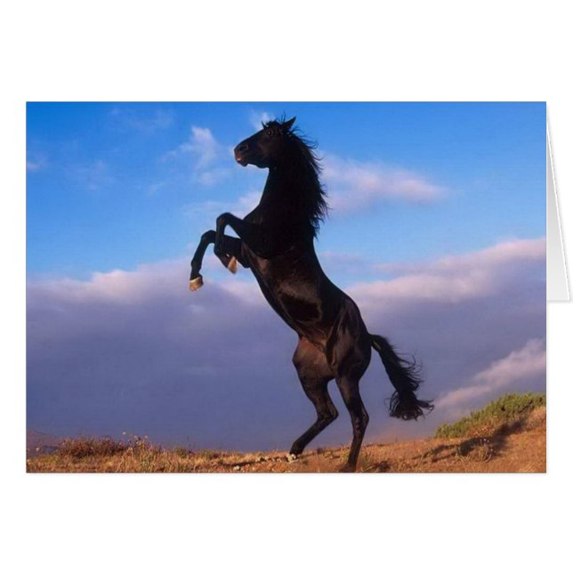 Wild Black Stallion Rearing Horse (Voorkant Horizontaal)