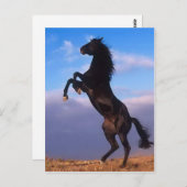 Wild Black Stallion Rearing Horse Briefkaart (Voorkant / Achterkant)