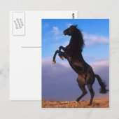 Wild Black Stallion Rearing Horse Briefkaart (Voorkant / Achterkant)