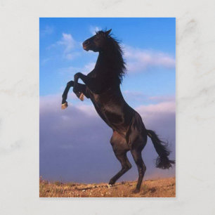 Wild Black Stallion Rearing Horse Briefkaart