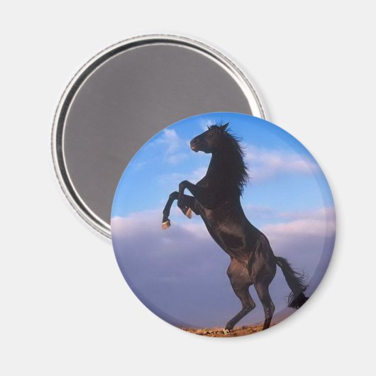Wild Black Stallion Rearing Horse Magneet (Voorkant / Achterkant)