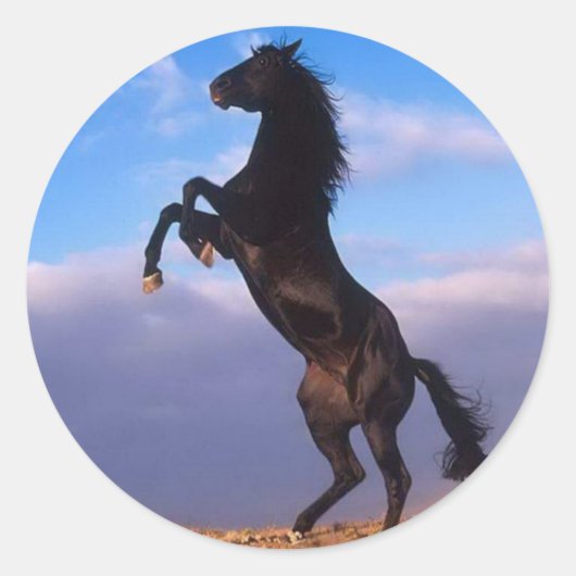 Wild Black Stallion Rearing Horse Ronde Sticker (Voorkant)