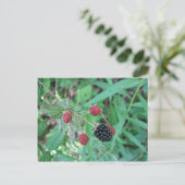Wild Blackberries Briefkaart (Staand voorkant)