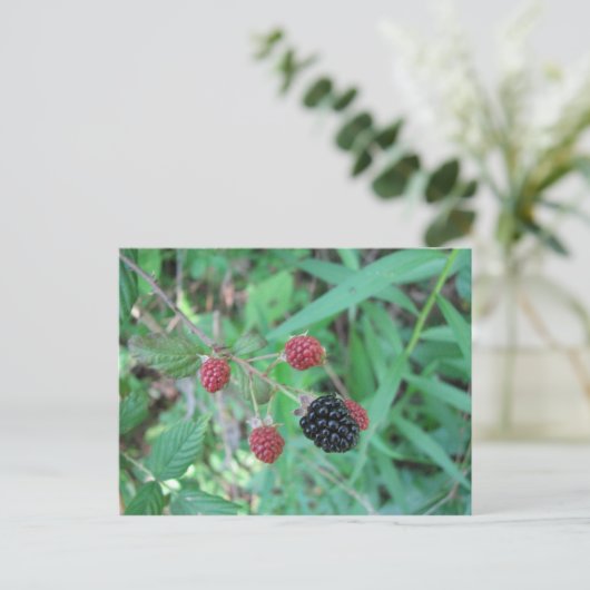 Wild Blackberries Briefkaart (Staand voorkant)