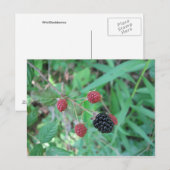 Wild Blackberries Briefkaart (Voorkant / Achterkant)